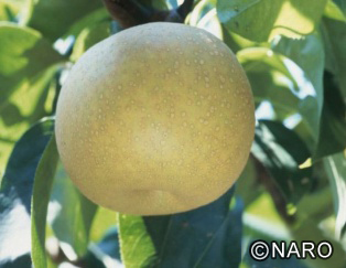 Japanese Pear