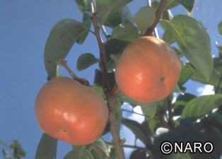 Japanese Persimmon