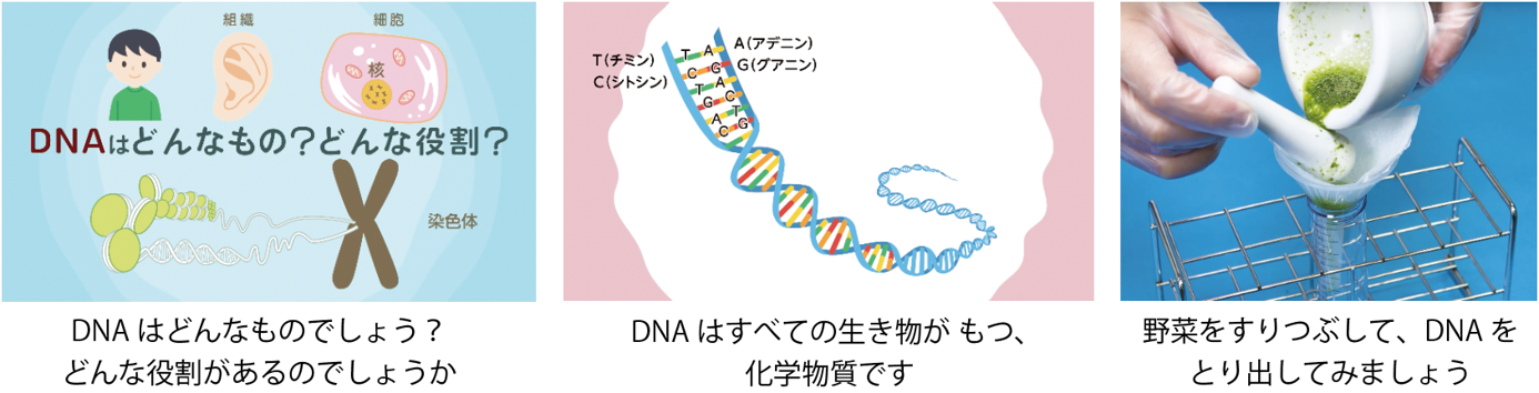 dna