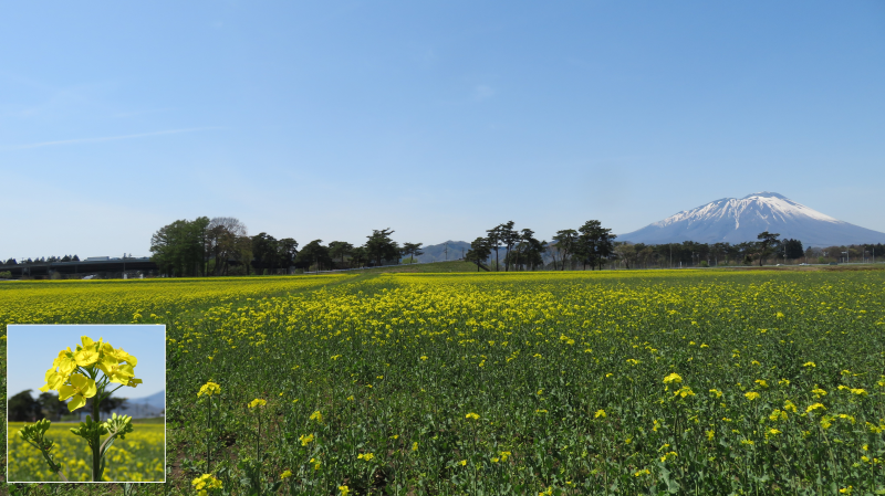 菜の花公開2023