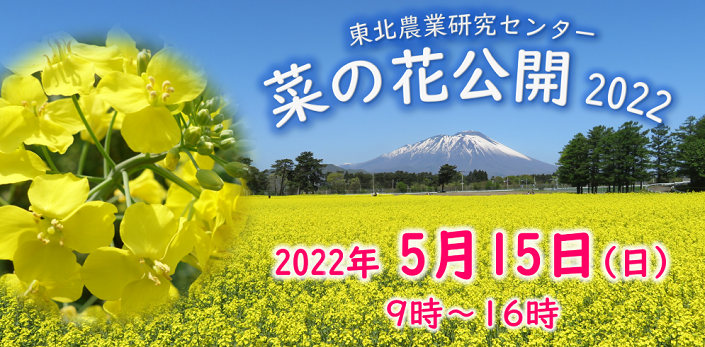 菜の花公開2022