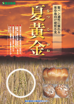 小麦品種「夏黄金」のリーフレット