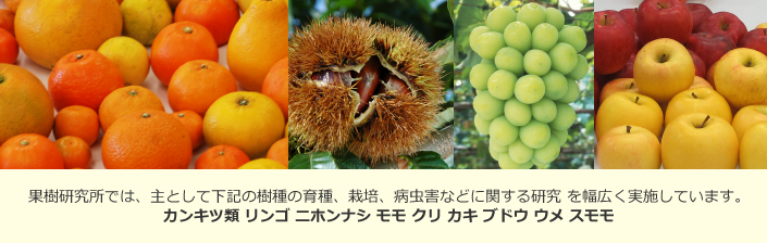果樹研究所では、主として下記の樹種の育種、栽培、病虫害などに関する研究 を幅広く実施しています。 カンキツ類 リンゴ ニホンナシ モモ クリ カキ ブドウ ウメ スモモ
