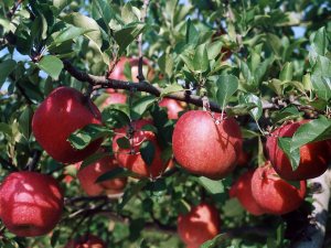 リンゴ品種「ふじ」
