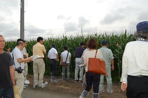 千鳥栽培圃場見学