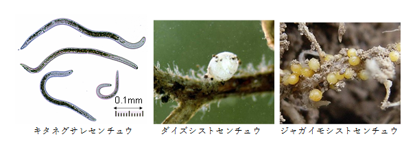 各種センチュウの写真