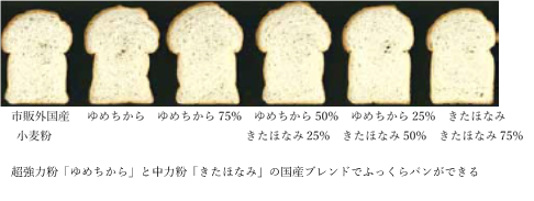 パンの比較写真