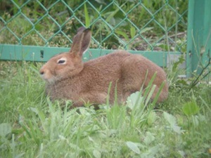 北農研キャンパスで出没頻度を増したウサギ