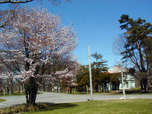 桜開花