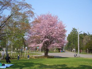 桜開花