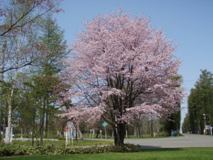 桜開花