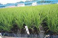 稲の様子(5年3組)。
