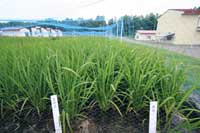 稲の様子(走坊主・赤毛)。