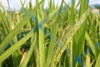 稲の様子(赤毛の稲穂)。