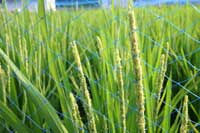 稲の様子(おぼろづきの稲穂)。