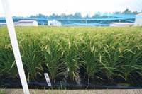 稲の様子(5年4組)。