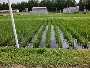 5年3組