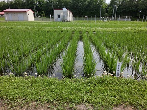 5年2組