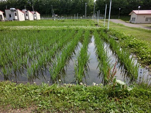 5年1組