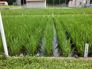 5年3組