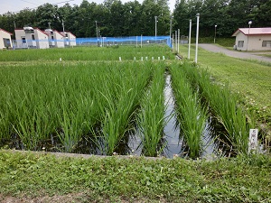 5年1組