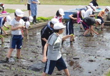 田植えの様子