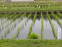 5年3組