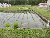 5年1組