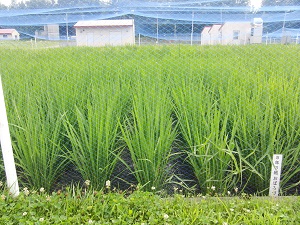 5年3組