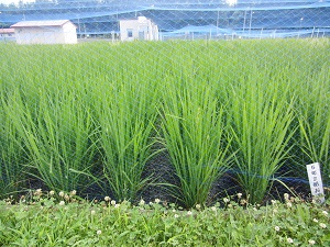 5年2組