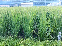 5年1組