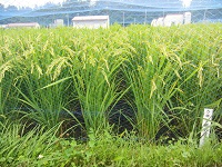 5年3組