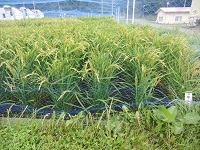 5年1組
