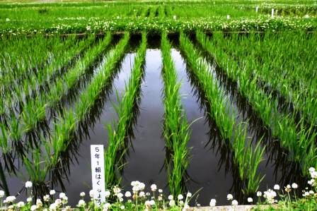 5年1組
