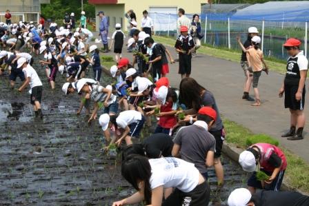 田植えの様子