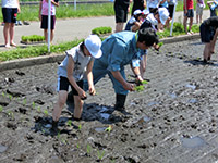 田植えの様子