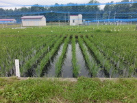 5年1組