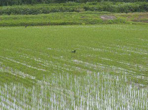 最近、田植え後の水田で貝を捕食するカラスが増えました