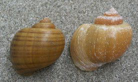 スクミリンゴガイ(左)と近縁のP. diffusa(右)