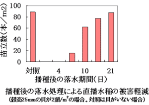 播種後の落水期間