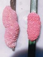 卵塊(左:ラプラタ、右:スクミ)
