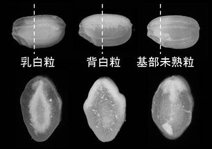 写真1白未熟粒のいくつかのタイプ 