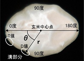 写真2画像解析で玄米横断面の輪郭を角度(θ)と距離(γ)で表現する方法