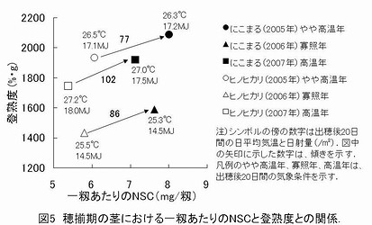 図5穂揃期の茎における一籾あたりのNSCと登熟度との関係