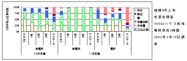 図7 定植時期と電照効果現地試験(沖縄県宜野座村2001年度)