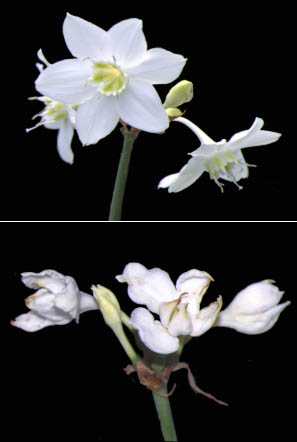 図4 ユーチャリスの健全花(上)と被害花(下)