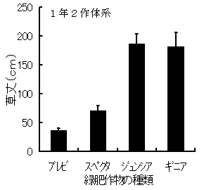 図1 緑肥作物の草丈 