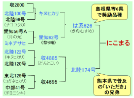 図1「にこまる」の系譜図 