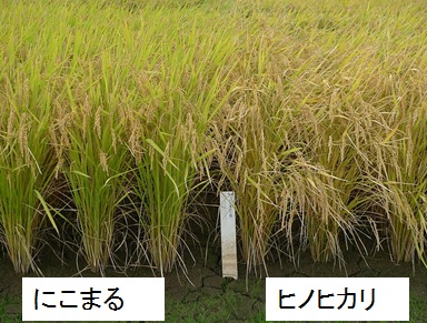 写真1「にこまる(左)」と「ヒノヒカリ(右)」の立毛草姿(育成地)