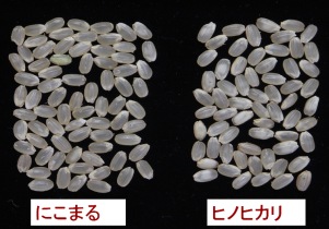 写真2高温年の「にこまる」(左)と「ヒノヒカリ」(右)の玄米品質